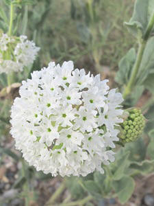 Abronia fragrans